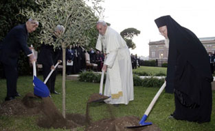 olive tree planting_vat